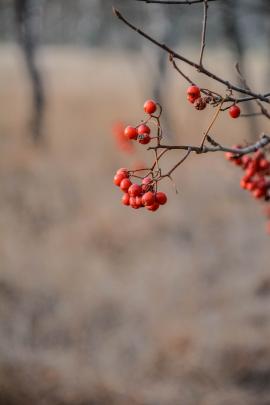 Just missed the deer who was eating these berries.