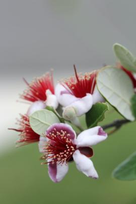 Flowering feijoa tree