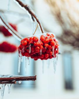 Frozen berries on the tree
