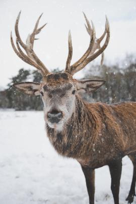 Deer in Winter