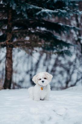 Puppy in the Snow