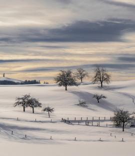 Winter trees