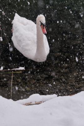 Swan at the lake in winter