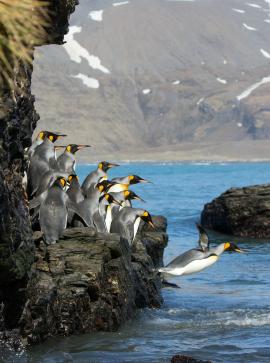 King penguins diving