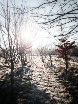 Frozen orchard path