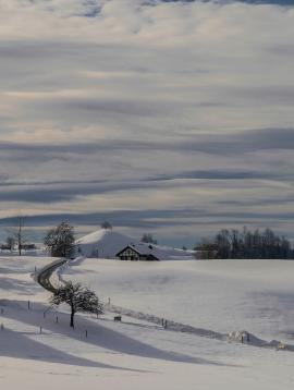 The tree in the top of the hill. This is a typical  icon from the hills in Hirzel Switzerland.