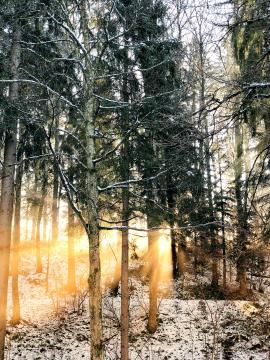 Winter Forest Sunbeams