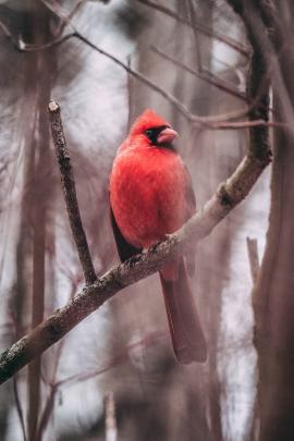 A cardinal in Toronto.