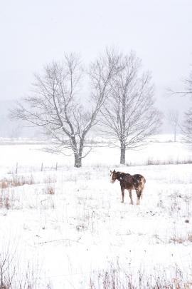 Horse during snow
