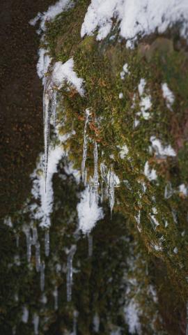 Icicles on moss in a hidden cove along the shore of Lake Superior 
