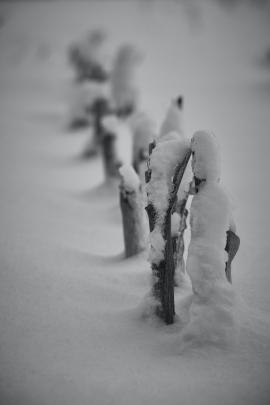 Minimalist shots in the snow