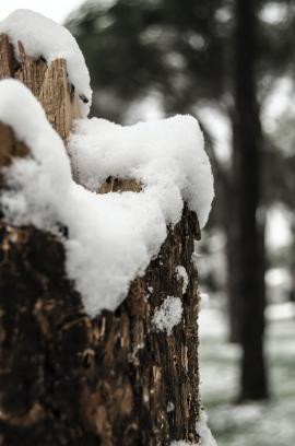 Pine tree log with snow