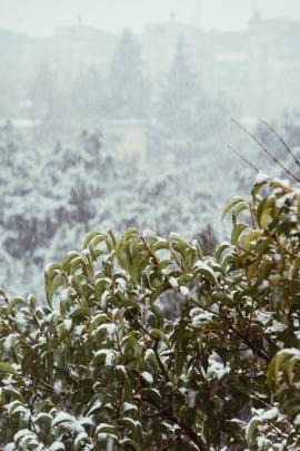 Snow falling on tree leaves.