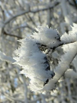 Ice crystals on a dry leaf; Season: winter