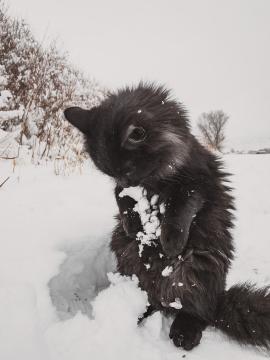 Male black cat playing in the winter snow for the first time.