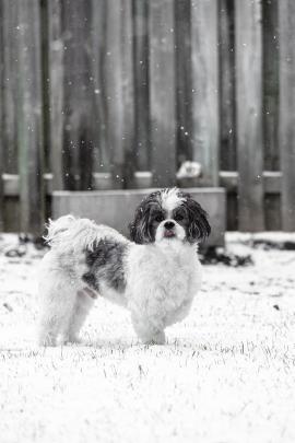 Small white and grey shih tzu maltese playing in the snow. 