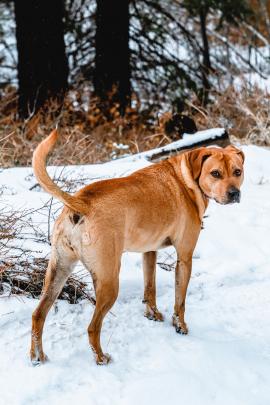 Beautiful red and brown dog standing in the snow.