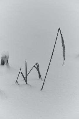 Minimalist shots in the snow