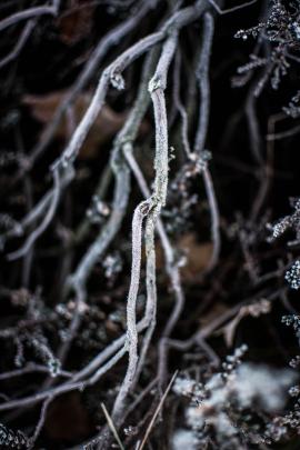 Frozen twigs in the forest.