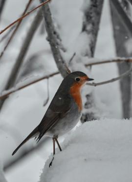 Vogel im Schnee, 