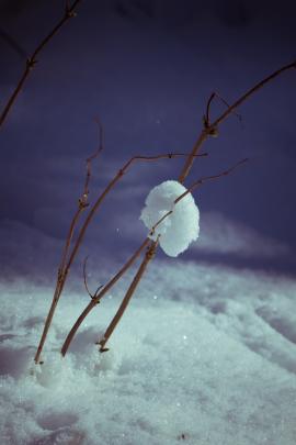 Snow ball on twigs