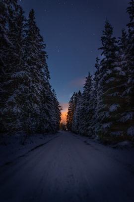 A dreamy winter forest in Sweden.