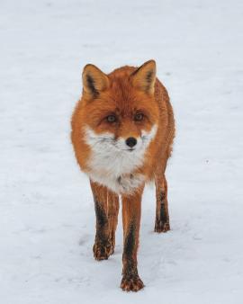 I came across this fox while exploring the ruins of Chernobyl, for unknown reasons it was surprisingly friendly. Chernobyl has become a wasteland for mankind but wild animals like this fox still thrive in such harsh environments.