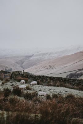 Sheep, countryside, winter, fields, mist,
