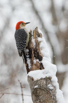 A red-bellied woodpecker perches on a branch on a snowing winter day. 