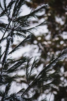 Pine tree in winter