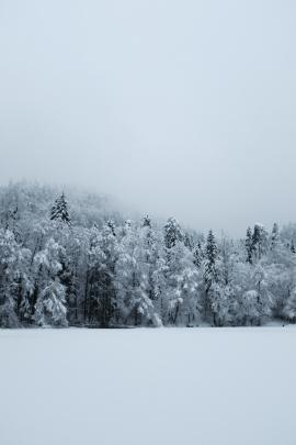Fresh snow covered lake and forest