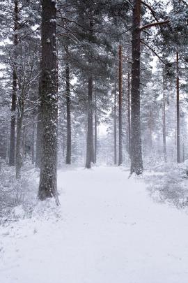 Winter Wonderland in Sweden