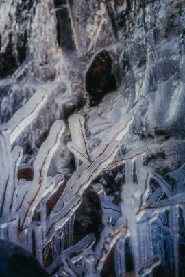 Frozen bush