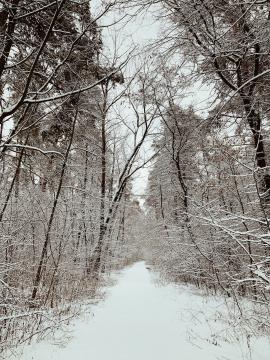 Walking in the winter wood