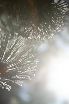 Wonderful interaction of light and ice