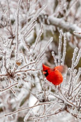 Cardinal bird in icy tree after ice storm.