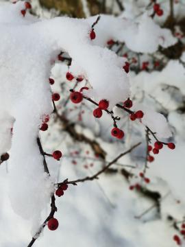 Berries in the  snow 