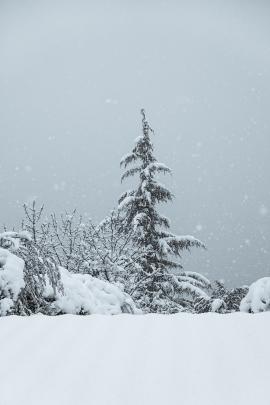 Snowfall on the lake