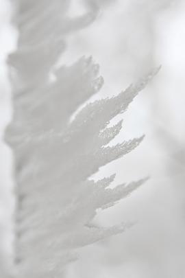 white frozen ice crystals on winter trees