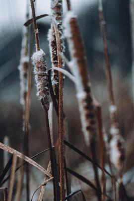 Winter lake reeds