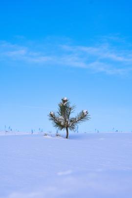 Green on a white