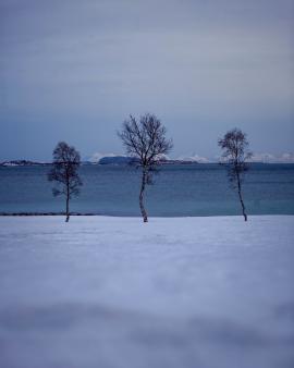 Winter tree.