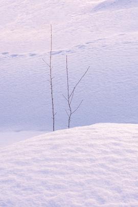 Minimal snowy branches