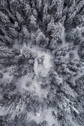 snow covered forest