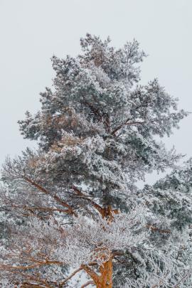 A frosted tree. That simple. Enjoy