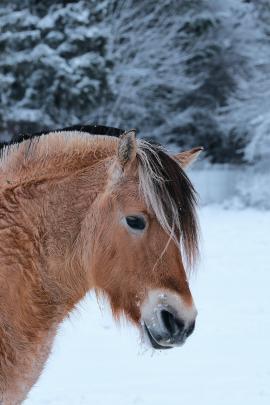 Beautiful horse standing in the snow and looking in the camera (currious) (Made with Fujifilm X-T3)