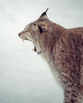 Norwegian Lynx having a morning yawn in the snow