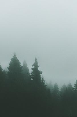 foggy and cloudy pine trees mountain landscape. 