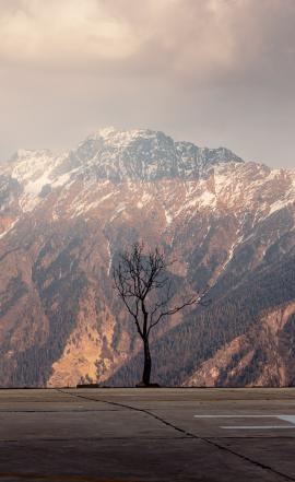 dead tree in front of huge Himalayan mountain 
