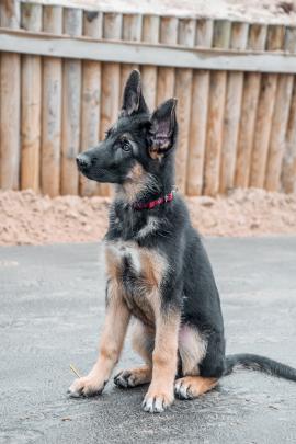 german shepherd puppy with big ears looks at the owner with interest